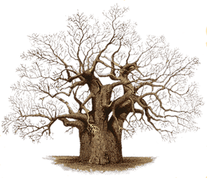 arbol del baobab